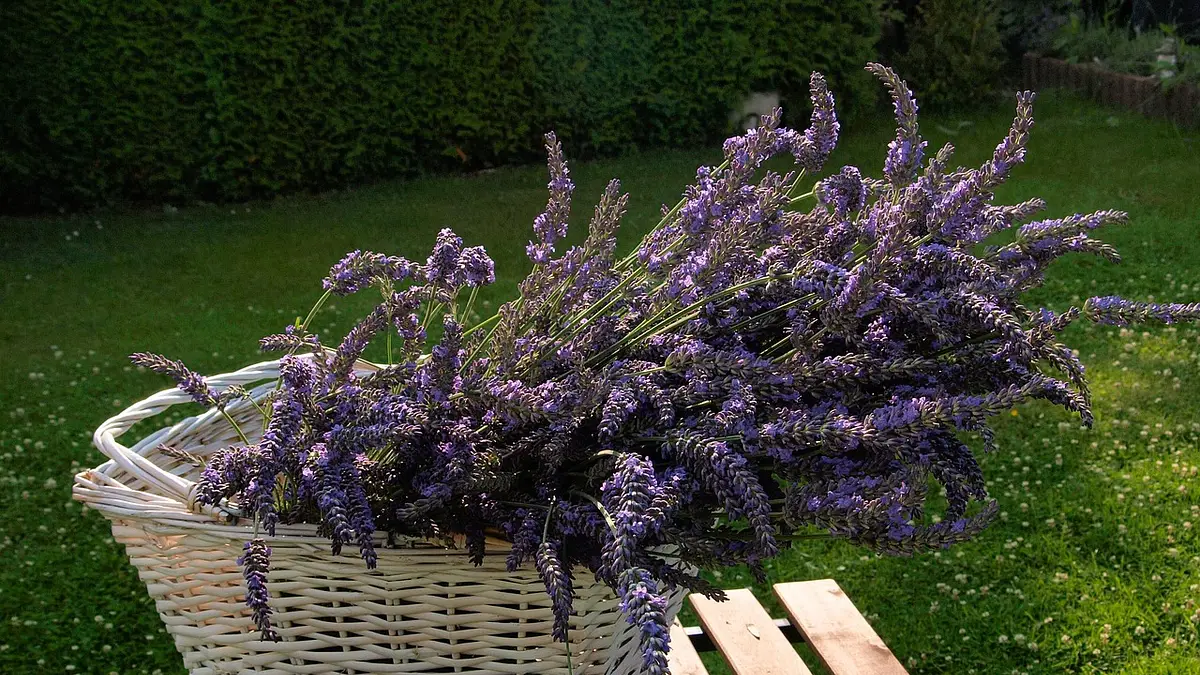 Lawenda na sen – naturalny sposób na lepszy wypoczynek